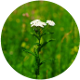 Schafgarbe (achillea millefolium)