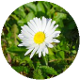 Gänseblümchen (Bellis perennis)