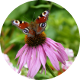 Echinacea