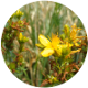 Johanniskraut (Hypericum perforatum)