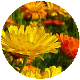 Ringelblume (Calendula) )